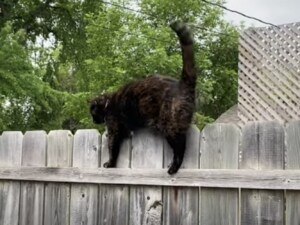 歩きにくい… でも後には引けにゃい！ 柵の上で変な歩き方をする猫さん