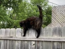 歩きにくい… でも後には引けにゃい！ 柵の上で変な歩き方をする猫さん