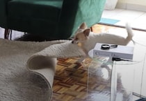 カーペットを引っ張る犬さん、邪魔をするのかと思ったら…