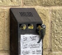 タバコの吸い殻入れの中に… ヒナ鳥!? 変わった場所を巣にしちゃった！