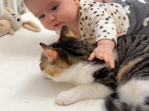 「もふもふっ!ふわふわ!」猫さんに触りたくてたまらない赤ちゃん