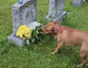 ひろ〜い墓地でも間違えない! おばあちゃんのお墓に案内してくれる子犬さん