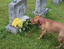 ひろ〜い墓地でも間違えない！ おばあちゃんのお墓に案内してくれる子犬さん