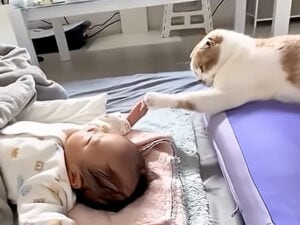 これからよろしくにゃ! 「触りたい、近くにいたい、匂いが気になる」赤ちゃんに興味津々の猫さんたち