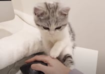 マウスばっかり可愛がらないで！ 子猫のかわいいヤキモチ