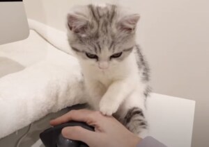 マウスばっかり可愛がらないで！ 子猫のかわいいヤキモチ