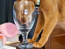 「飼い主の物はボクの物」ワイングラスで水を猫さん。飲みづらいけど、これがいいの！