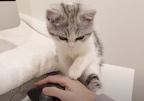 マウスばっかり可愛がらないで！ 子猫のかわいいヤキモチ