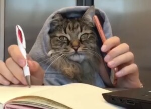 猫の学生がいたらこんな感じ? 勉強に大忙し!