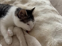 「あれ？この毛並み、何か違うニャ」自分の体とソファカバーを間違えた猫