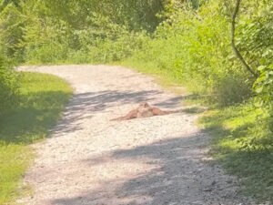 【道、ふさいでます！】大きな翼を広げてリラックスする珍しい鳥さんに遭遇