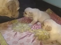 「ケンカしてごめんなさい」母犬に説教されて落ち込む子犬