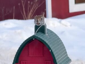 「ここ、ボクの秘密基地なんだ」野鳥用のお部屋を完全占拠してランチを楽しむリスさん