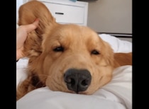 「ご主人、朝から元気ですね」朝は弱いワンコ、テンション低めでも可愛い。