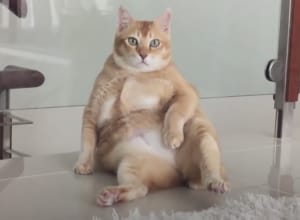 本当は着ぐるみ？ 座り方が人間っぽすぎる猫さん