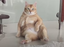 本当は着ぐるみ？ 座り方が人間っぽすぎる猫さん