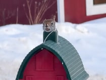 「ここ、ボクの秘密基地なんだ」野鳥用のお部屋を完全占拠してランチを楽しむリスさん