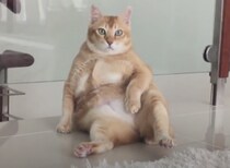 本当は着ぐるみ？ 座り方が人間っぽすぎる猫さん