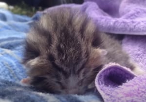 「むにゃにゃニャン〜」可愛すぎる子猫の寝言！