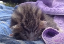 「むにゃにゃニャン〜」可愛すぎる子猫の寝言！