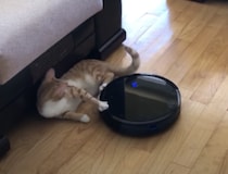 ロボット掃除機にキックする猫、まさかの反撃にびっくり！