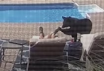 つい居眠りしちゃったら… クマが起こしに来た！