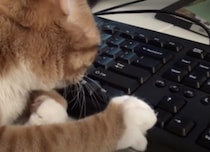 やんちゃな猫たちのネコハラが止まらない！