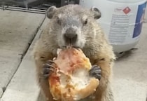 「ピザ最高だぜ！」犬に見せびらかしながらモグモグ。