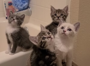 みんにゃ注目〜！ 動くものに夢中になる子猫たち