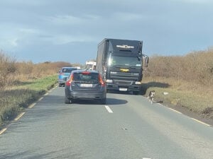 事故でも工事でもなく…… 道路を歩くあの子のせいで大渋滞！？