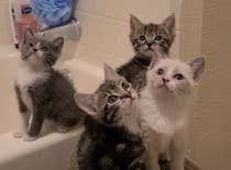 みんにゃ注目〜！ 動くものに夢中になる子猫たち