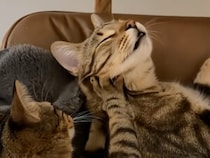 「あぁ〜極楽ニャ」職人技の揉みほぐしに完全脱力しちゃう猫さんのうっとり顔