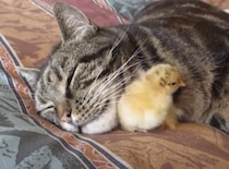 ヒヨコ「いいトコ見っけた！」そこで寝るの!?