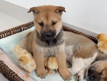 ママの代役をしてみたい子犬さん、猫さんの代わりにヒナたちとお昼寝！