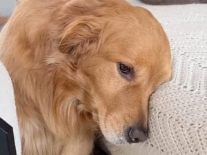 【名演技？】「寂しかったワン…」わずかな留守番で絶望の淵に沈む犬さん