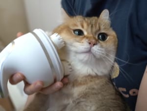 たぷたぷ… 猫さんのもちもちほっぺをマッサージ