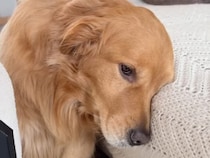 【名演技？】「寂しかったワン…」わずかな留守番で絶望の淵に沈む犬さん