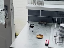 「今日も遊びに来たよー！」パタパタと軽快に！ お家の中で安心してお食事を楽しむ野鳥の姿