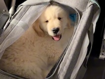生まれて初めての飛行機！ 隣の席の人にも即懐く、ゴールデンレトリバー子犬のドキドキな空の旅