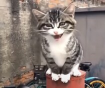 ご飯くださいにゃー！ 必死にお願いする子猫
