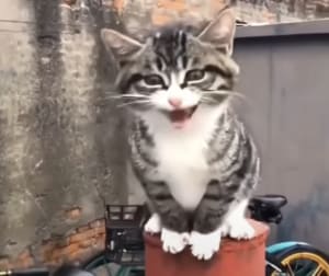 ご飯くださいにゃー！ 必死にお願いする子猫