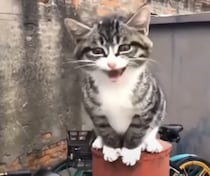 ご飯くださいにゃー！ 必死にお願いする子猫
