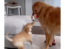 大きくなってもやることは変わらない！ 今も昔もおもちゃを奪い合う犬さんたち