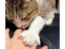 「人間はフサフサが足りないニャ」飼い主の指より自分の腕が一番だと気づいた猫さん