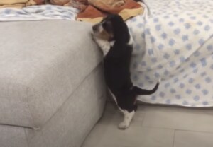 短足犬の悩みあるある！ ソファに座りたいんだけど、あと一歩が…
