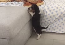 短足犬の悩みあるある！ ソファに座りたいんだけど、あと一歩が…
