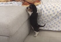 短足犬の悩みあるある！ ソファに座りたいんだけど、あと一歩が…