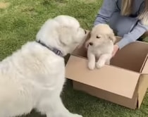 我が家へようこそ！ 新入り子犬をウキウキして出迎える先輩犬。