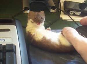 親指をガシッ！イタチの赤ちゃんのじゃれ方が可愛かった！