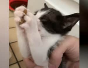 それ、ドッグフードですから！ 犬からご飯を盗んじゃうドロボウ子猫。